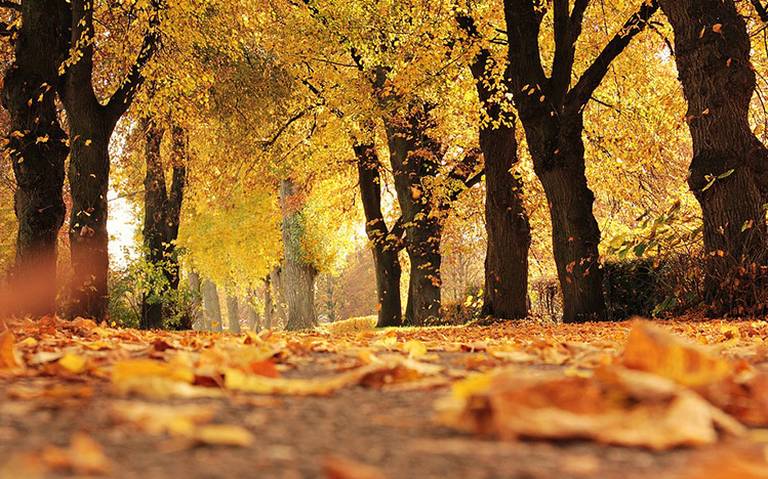 Otoño. Foto: Pixabay.