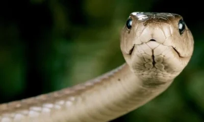 Mamba negra. Foto: Nationalgeographic