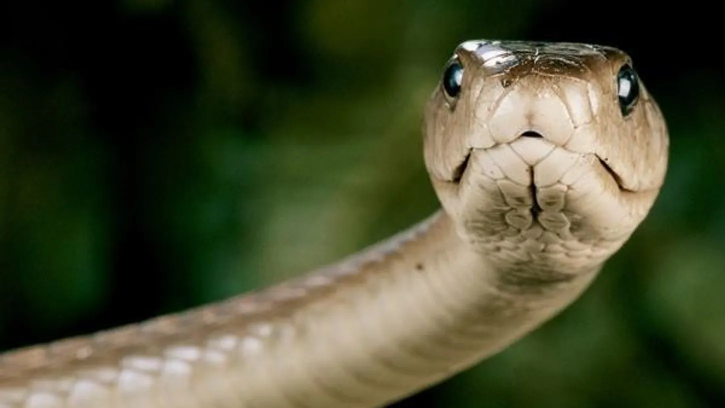 Mamba negra. Foto: Nationalgeographic