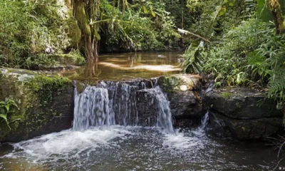 Selva en Madagascar. Foto: DW.