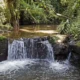 Selva en Madagascar. Foto: DW.