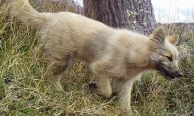 Un cachorro asilvestrado es captado por una cámara trampa en la isla de Navarino, en el sur de Chile.Imagen: Elke Schüttler. DW