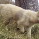 Un cachorro asilvestrado es captado por una cámara trampa en la isla de Navarino, en el sur de Chile.Imagen: Elke Schüttler. DW