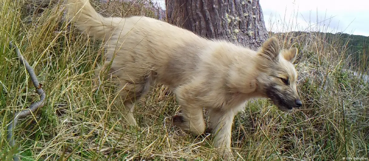 Un cachorro asilvestrado es captado por una cámara trampa en la isla de Navarino, en el sur de Chile.Imagen: Elke Schüttler. DW