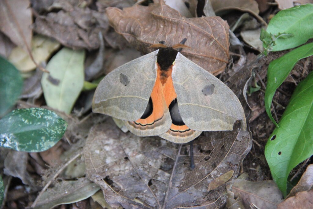 Automeris amoena. Foto: Lidia Pérez de Molas.