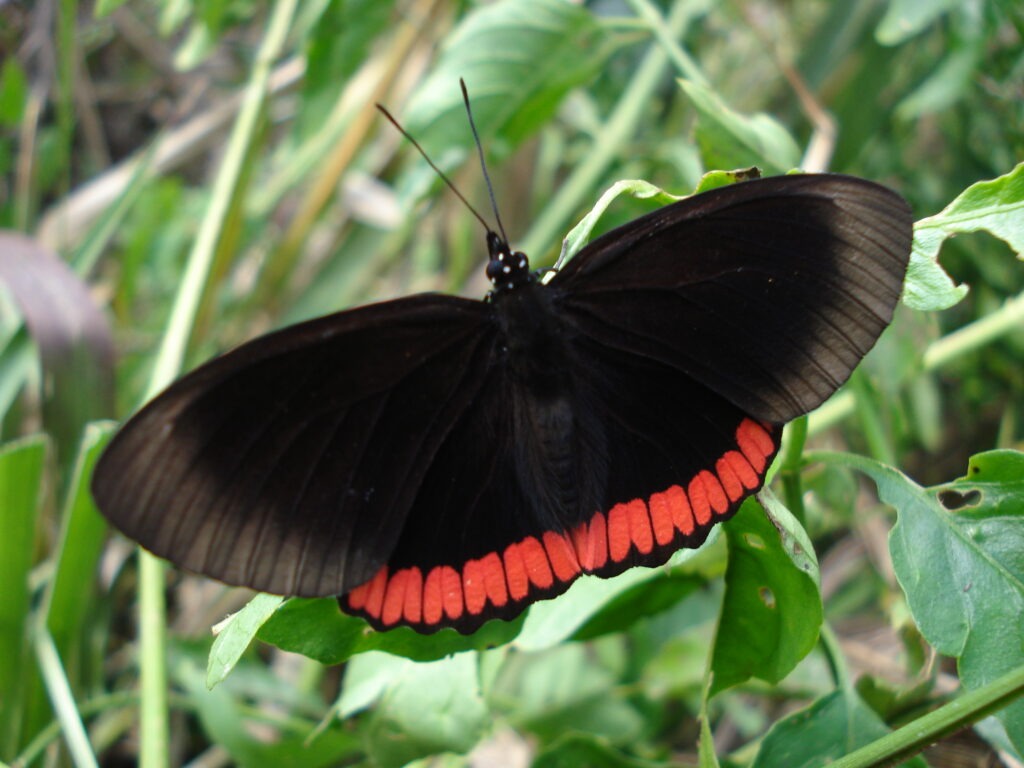 Biblis hyperia. Foto: Lidia Pérez de Molas.