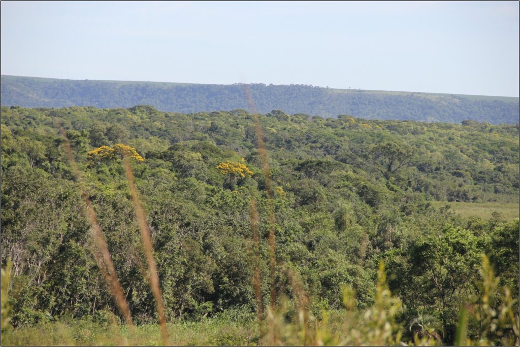 Bosque, el hogar de la biodiversidad. Foto: Lidia Pérez de Molas.