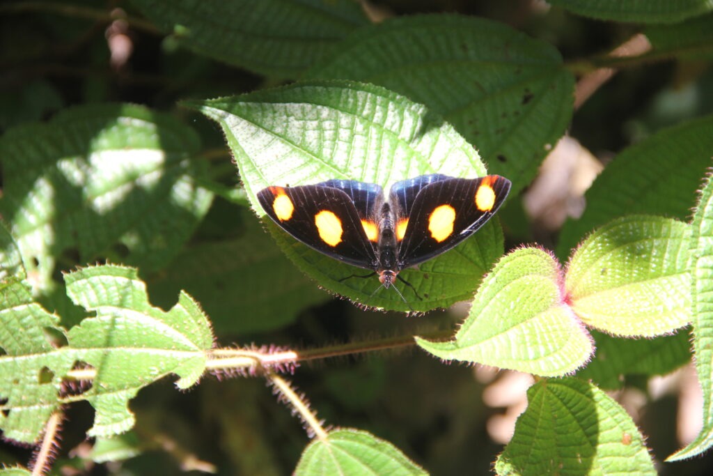 Catonephele numila. Foto: Lidia Pérez de Molas.