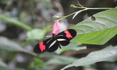 "Heliconius erato". Foto: Lidia Pérez de Molas.