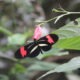 "Heliconius erato". Foto: Lidia Pérez de Molas.