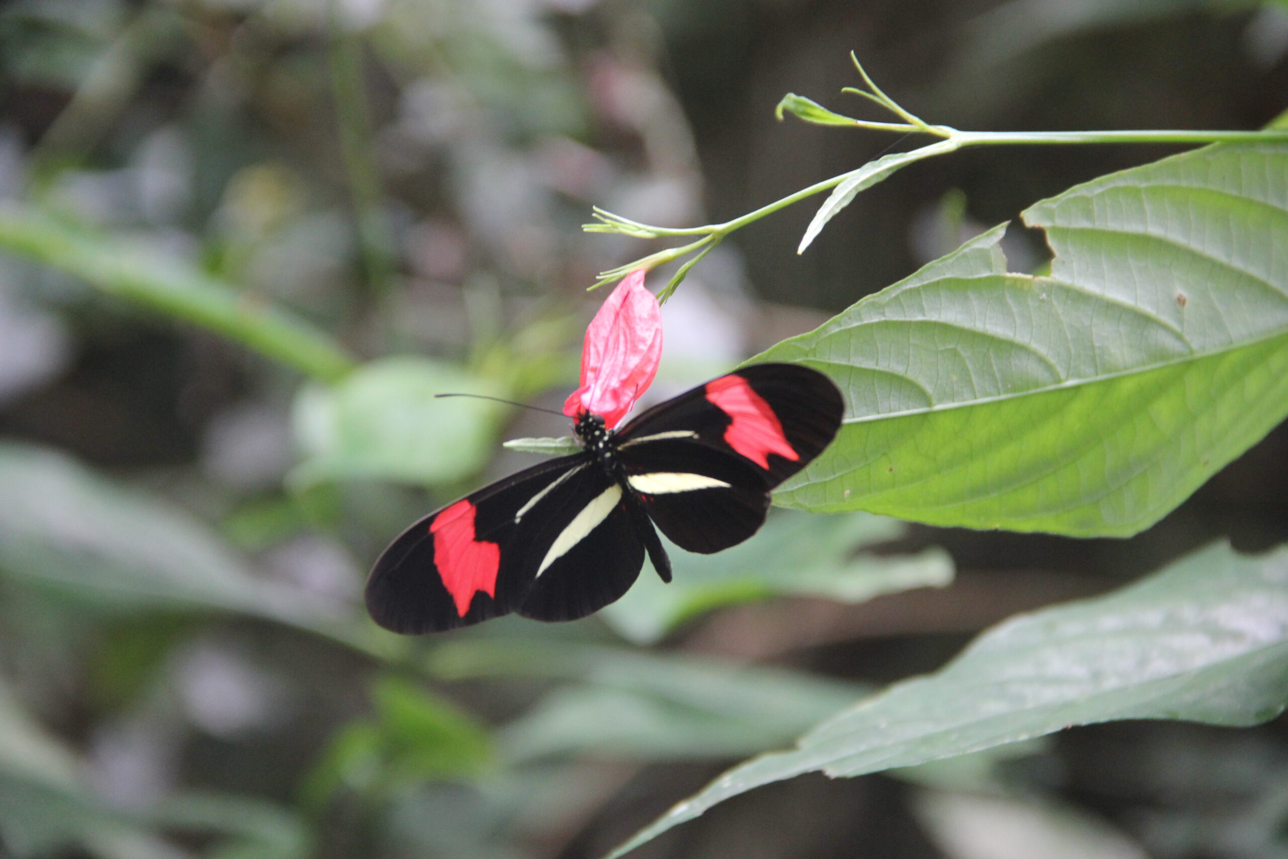 "Heliconius erato". Foto: Lidia Pérez de Molas.