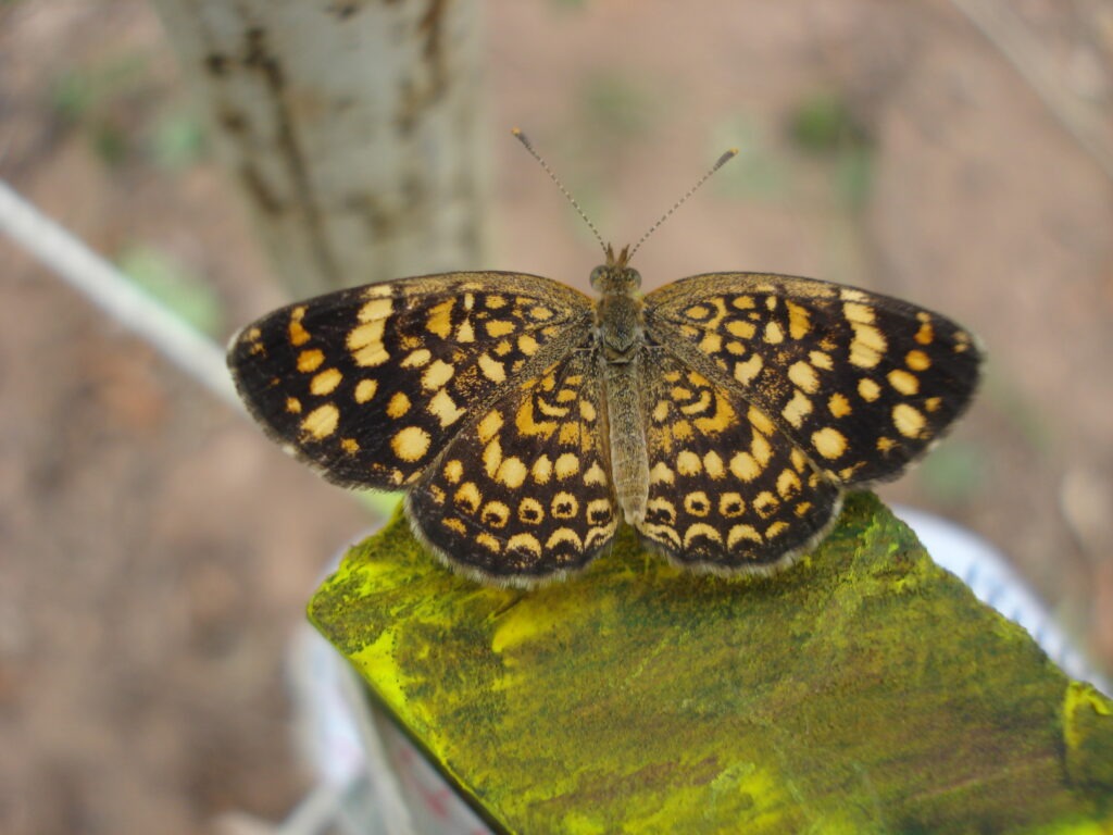 Phystis symois. Foto: Lidia Pérez de Molas.