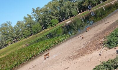 Perros atacaron a los patos del parque Ñu Guasú. Foto: MOPC.