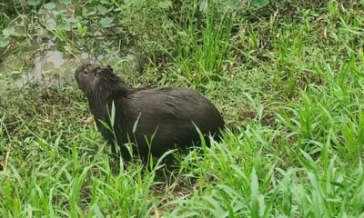 Ejemplar de carpincho o capibara en Pilar. Foto: MOPC.