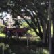 Piden que no se talen los árboles nativos en el "Bosque de San Vicente". Foto: Defensa Ecológica San Vicente.