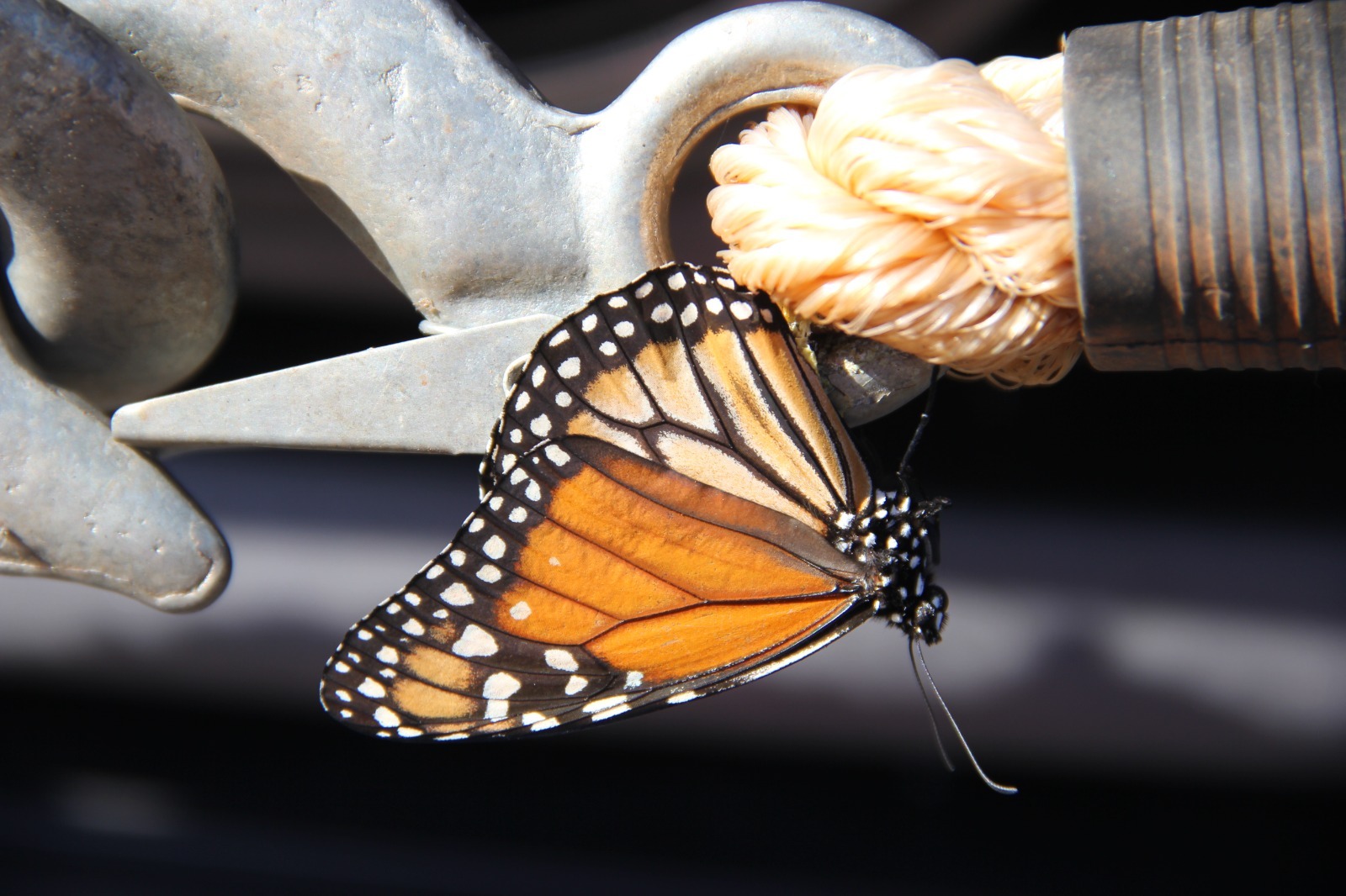 Colores y ocelos de mariposa reina Danaus lippus. Foto: Lidia Pérez de Molas.