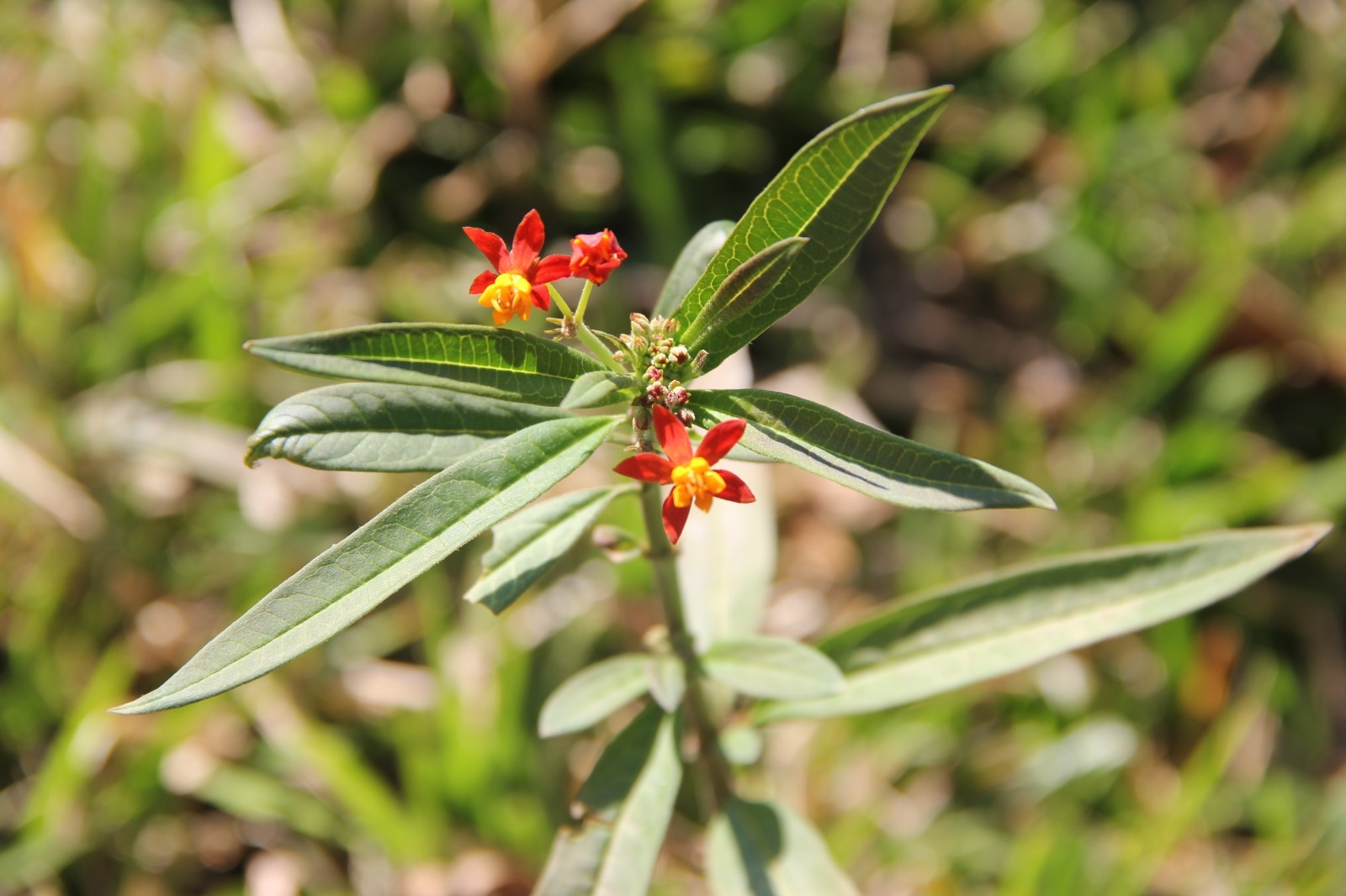 La apetitosa Asclepias curassavica para Danaus. Foto: Lidia Pérez de Molas.