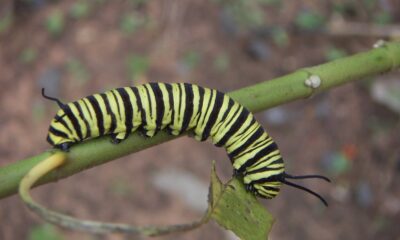 Oruga de Danaus erippus. Foto: Lidia Pérez de Molas