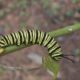 Oruga de Danaus erippus. Foto: Lidia Pérez de Molas