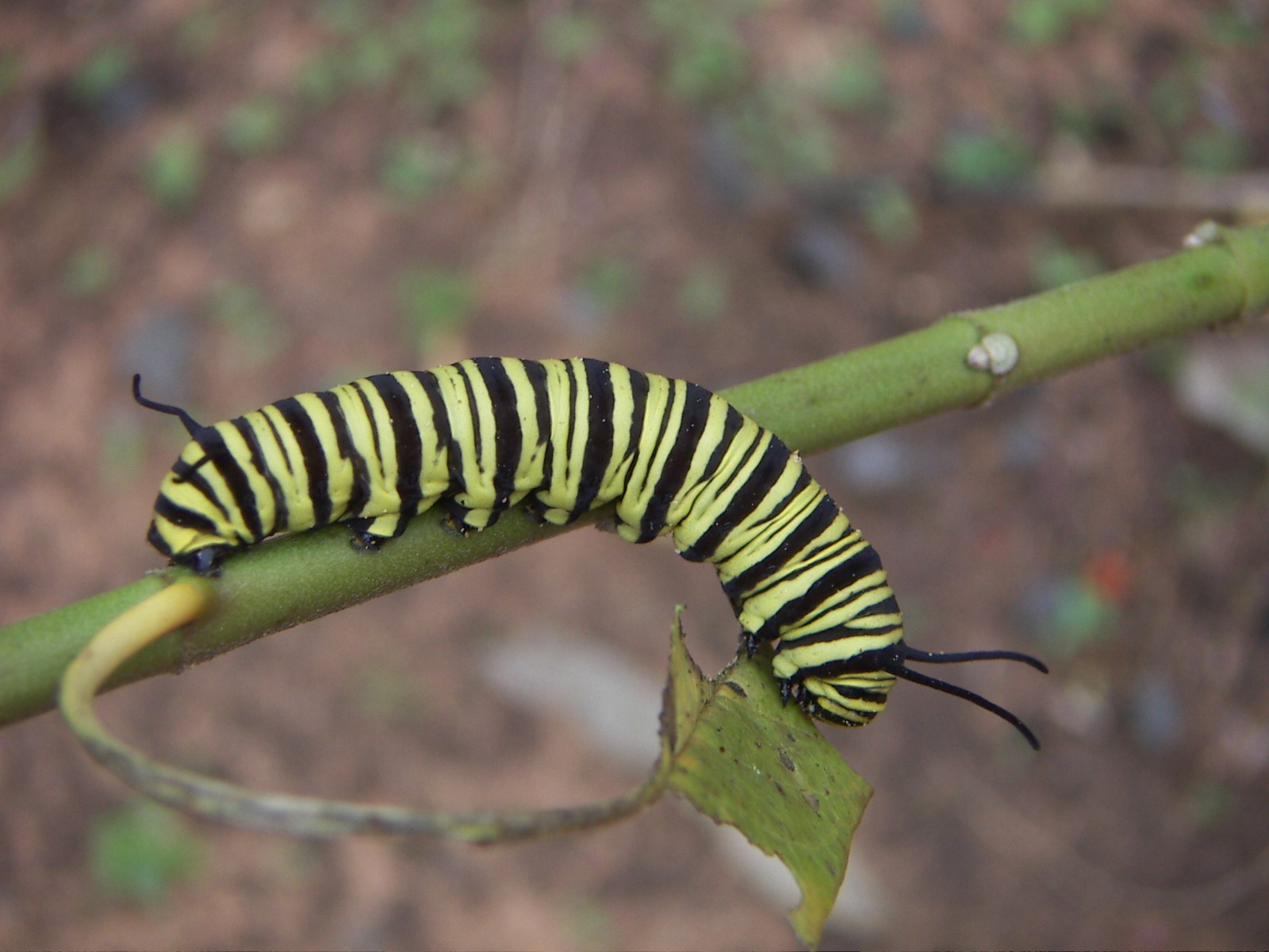 Oruga de Danaus erippus. Foto: Lidia Pérez de Molas