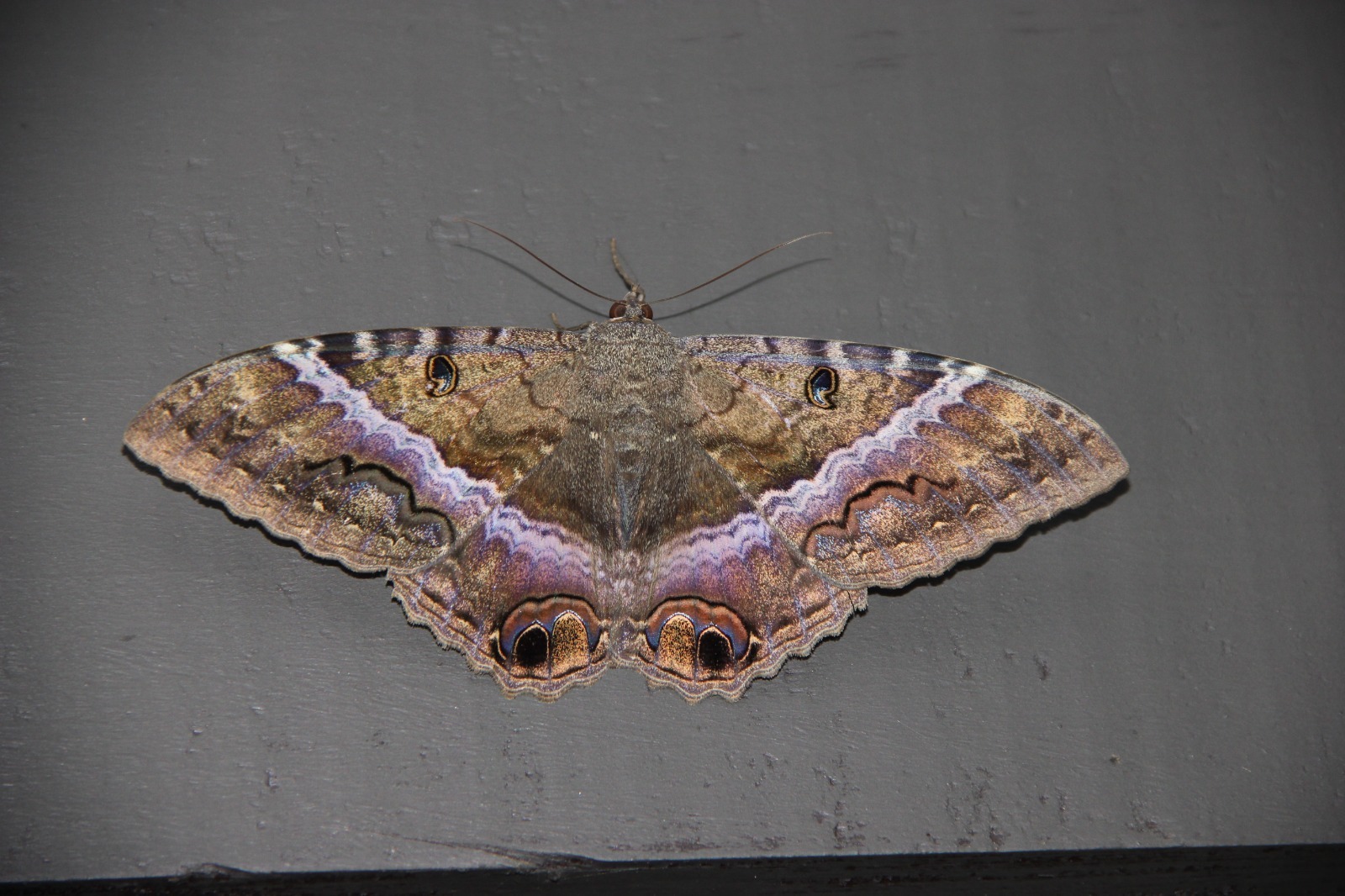 Macho de Ascalapha odorata. Foto: Lidia Pérez de Molas.