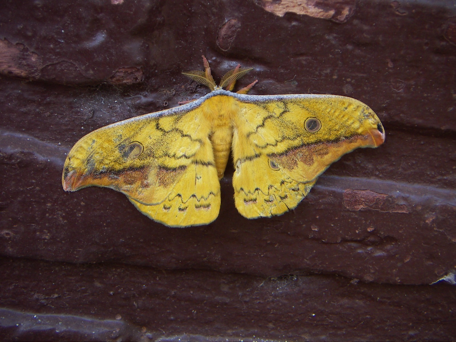 Individuo Copaxa flavina. Foto: Lidia Pérez de Molas.