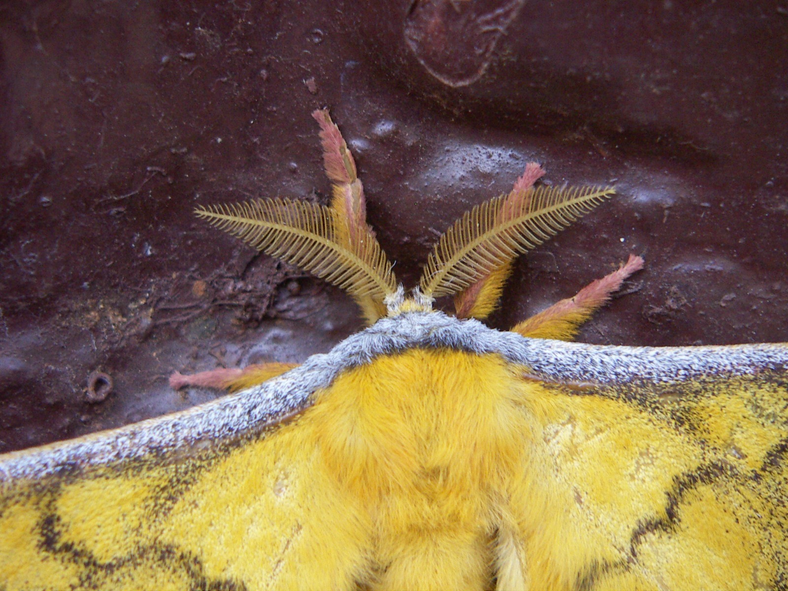 Copaxa flavina. Foto :Lidia Pérez de Molas.