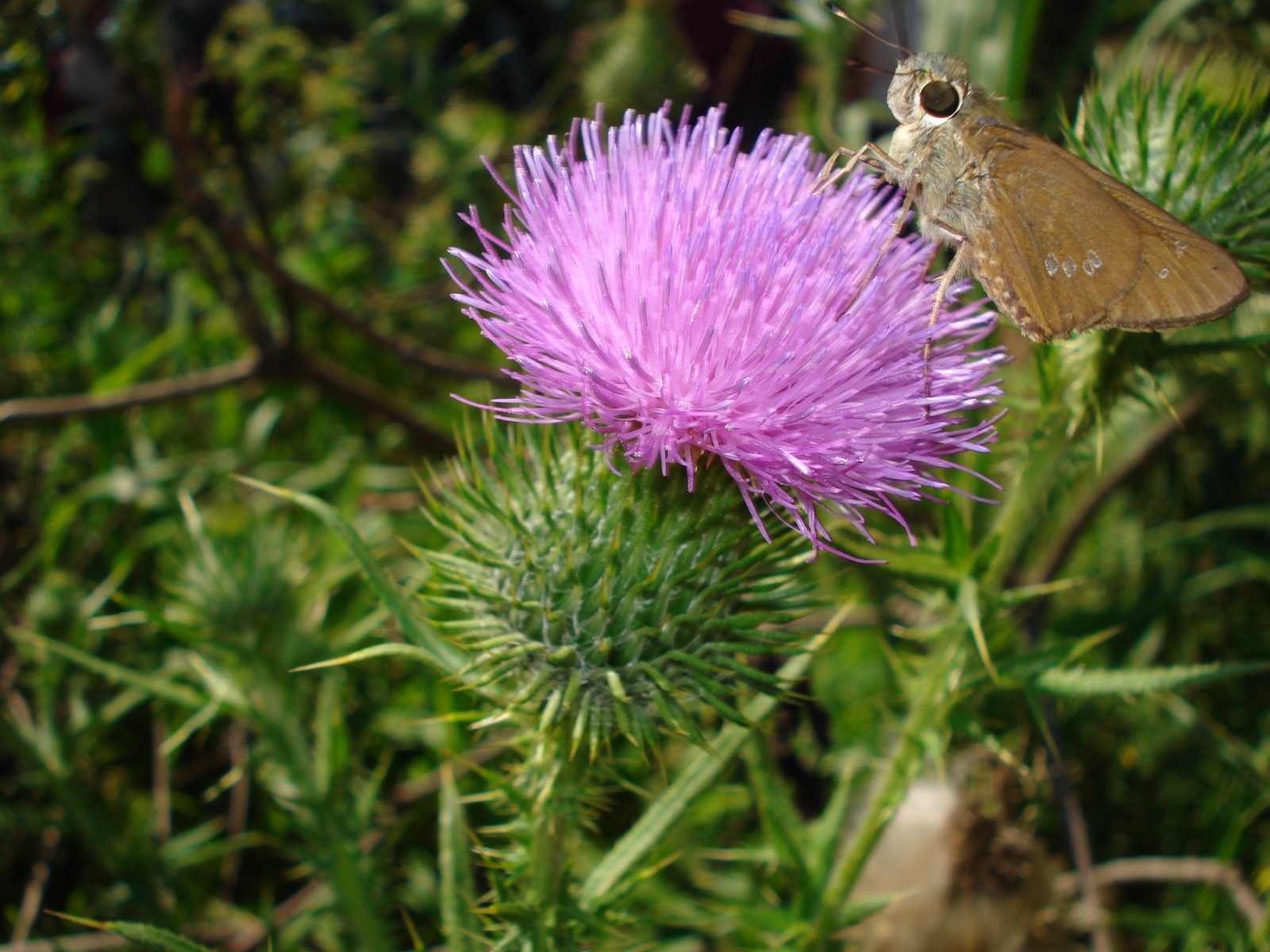 Calpodes ethlius en inflorescencia de Cirsirum vulgare. Foto: Lidia Perez de Molas.