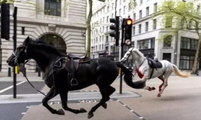 Imagen de los caballos sueltos en las calles de Londres. Foto: El Observador.