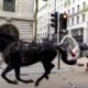 Imagen de los caballos sueltos en las calles de Londres. Foto: El Observador.