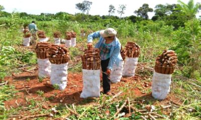 Productores de mandioca anuncian movilización. Foto: IP