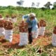 Productores de mandioca anuncian movilización. Foto: IP