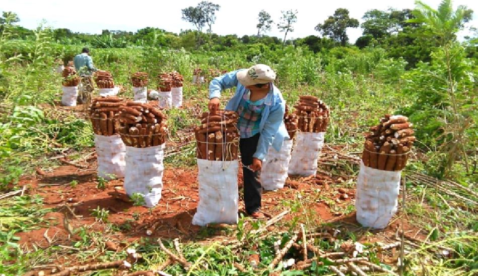 Productores de mandioca anuncian movilización. Foto: IP