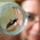 El Chagas es una enfermedad parasitaria altamente mortal. Foto: Revista Ciencia.