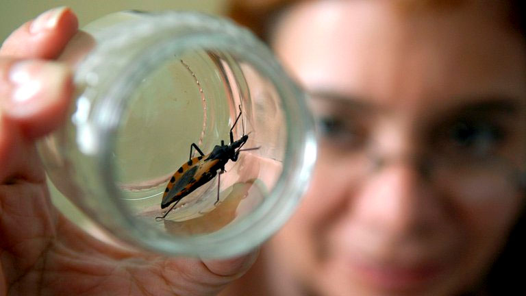 El Chagas es una enfermedad parasitaria altamente mortal. Foto: Revista Ciencia.