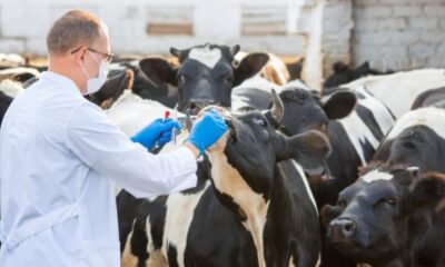 La reunión congregará a funcionarios de la Organización Mundial de Sanidad Animal, representantes del sector privado y de organismos regionales e internacionales. Foto: Referencia.