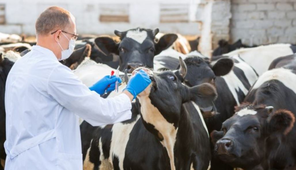 La reunión congregará a funcionarios de la Organización Mundial de Sanidad Animal, representantes del sector privado y de organismos regionales e internacionales. Foto: Referencia.