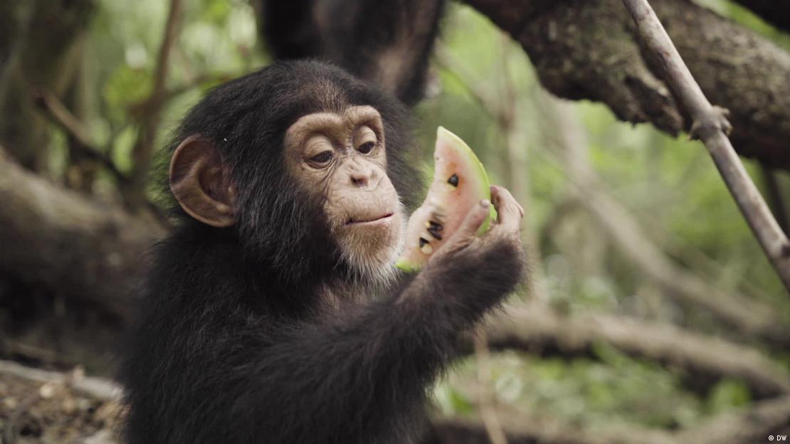 un chimpancee bebé come una rebanada de sandía.Imagen: DW