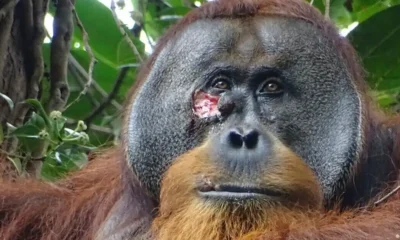 El orangután Rakus curó con plantas medicinales la herida en su mejilla.Imagen: Armas/AP Photo/picture alliance