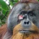 El orangután Rakus curó con plantas medicinales la herida en su mejilla.Imagen: Armas/AP Photo/picture alliance