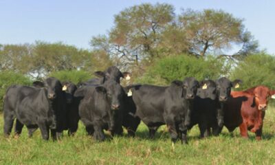 Brangus en Paraguay. Foto: Criadores de Brangus.