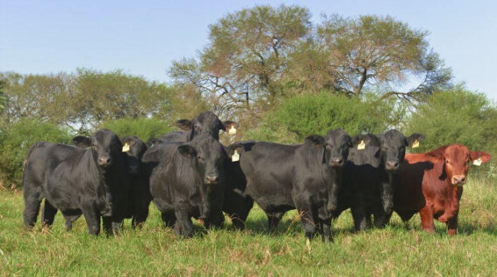 Brangus en Paraguay. Foto: Criadores de Brangus.