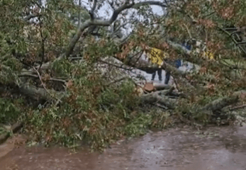 El árbol cayó encima del joven cuando pasaba en su motocicleta. Foto: Captura de pantalla.