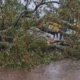 El árbol cayó encima del joven cuando pasaba en su motocicleta. Foto: Captura de pantalla.