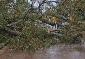 El árbol cayó encima del joven cuando pasaba en su motocicleta. Foto: Captura de pantalla.