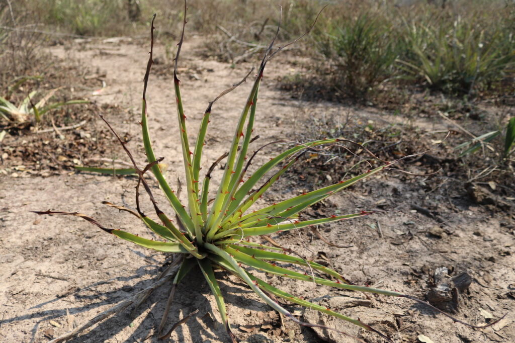 Dajudie (Bromelia hieronvmi), también conocida como caraguatá. Cortesía