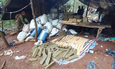 Casi 500 toneladas de marihuana en el Parque Nacional Caazapá. Foto: Senad.