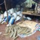 Casi 500 toneladas de marihuana en el Parque Nacional Caazapá. Foto: Senad.