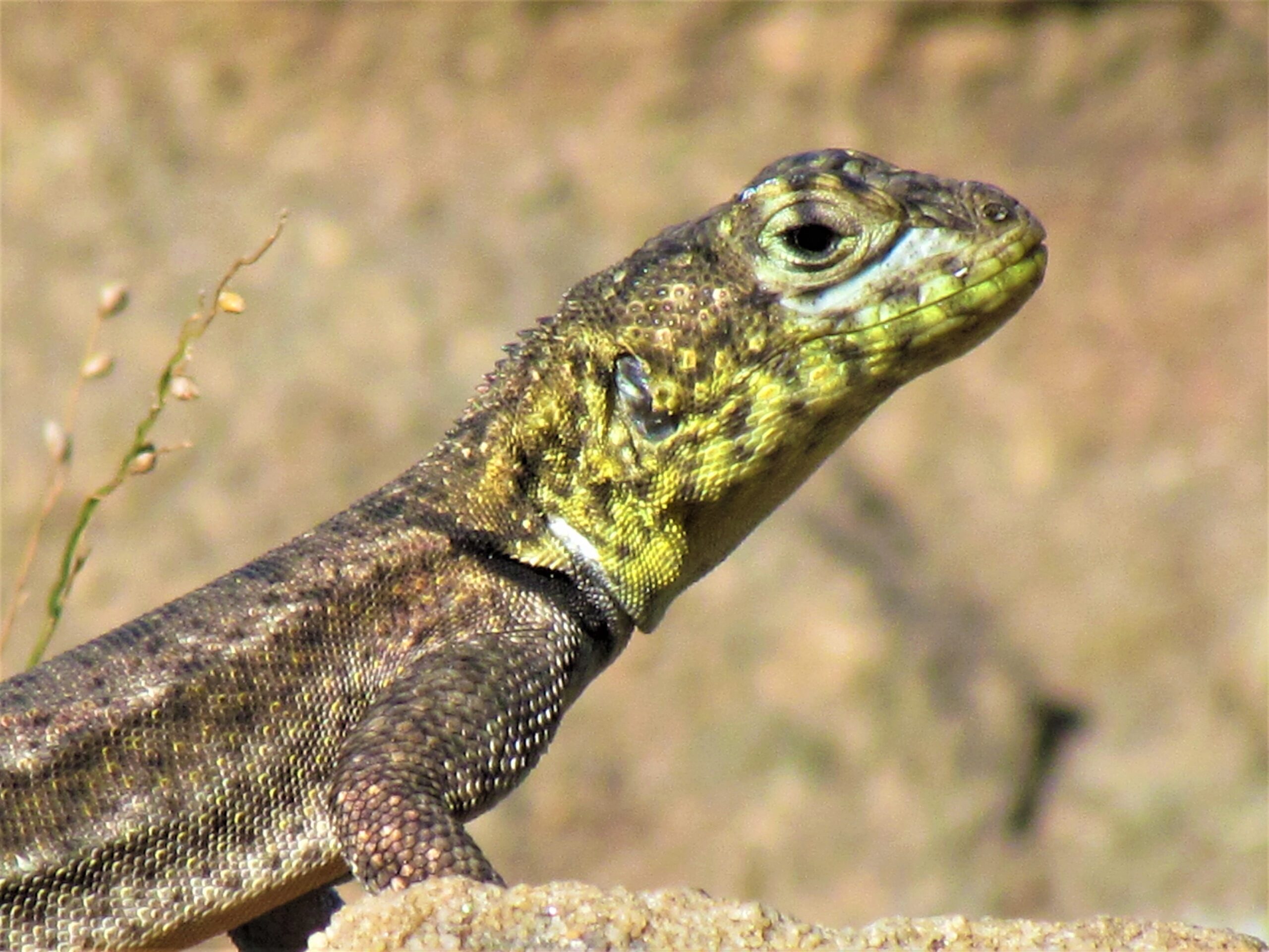 Tropidurus laguna blanca. Foto: Rebeca Irala.