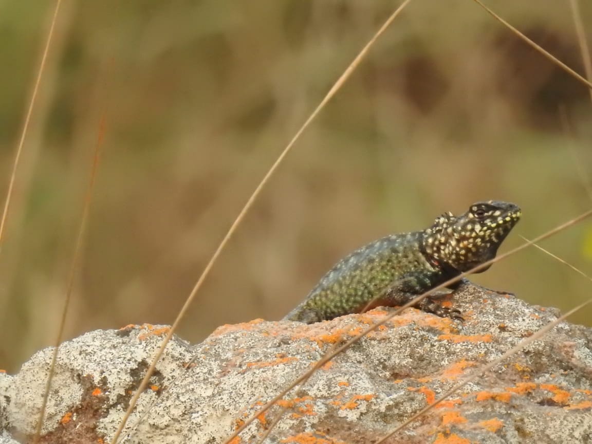 Tropidurus laguna blanca. Foto: Carlos Ortega.